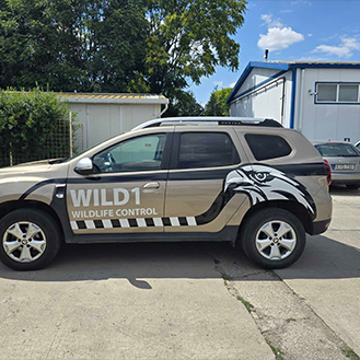 11_wild1